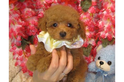 成約済の茨城県のトイプードル-52974の3枚目